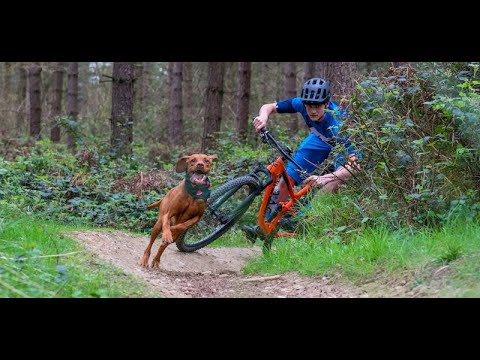 DOWNHILL Vs DOGS