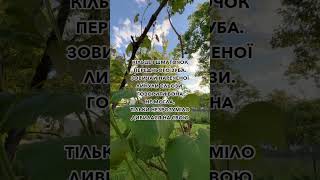 Ганна готувала вечерю на Святвечір. Раптом в двері подзвонили. - Здрастуйте, Ганно Петрівно.