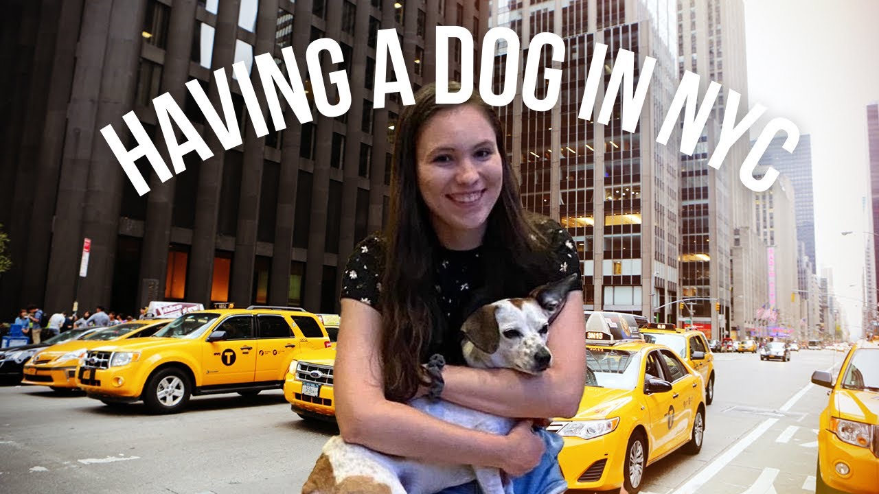 What Having a Dog in NYC is Really Like YouTube