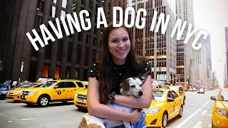 What Having a Dog in NYC is Really Like