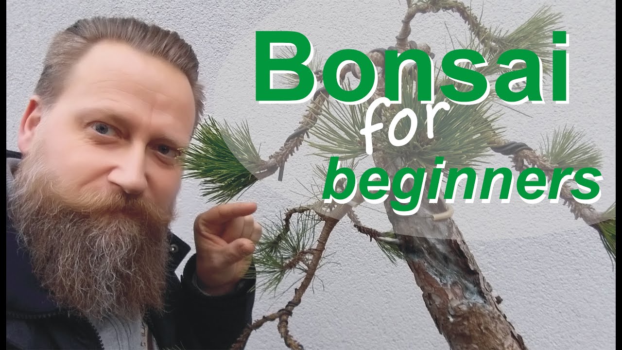 preisinger bonsai Claus Preisinger - Bonsai 2022 main image 1