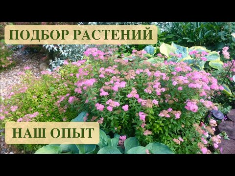 Видео: Растения для ароматного сада - Советы по созданию парфюмерного сада