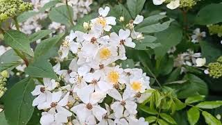 Honey Bees On white roses in Slow Motion.