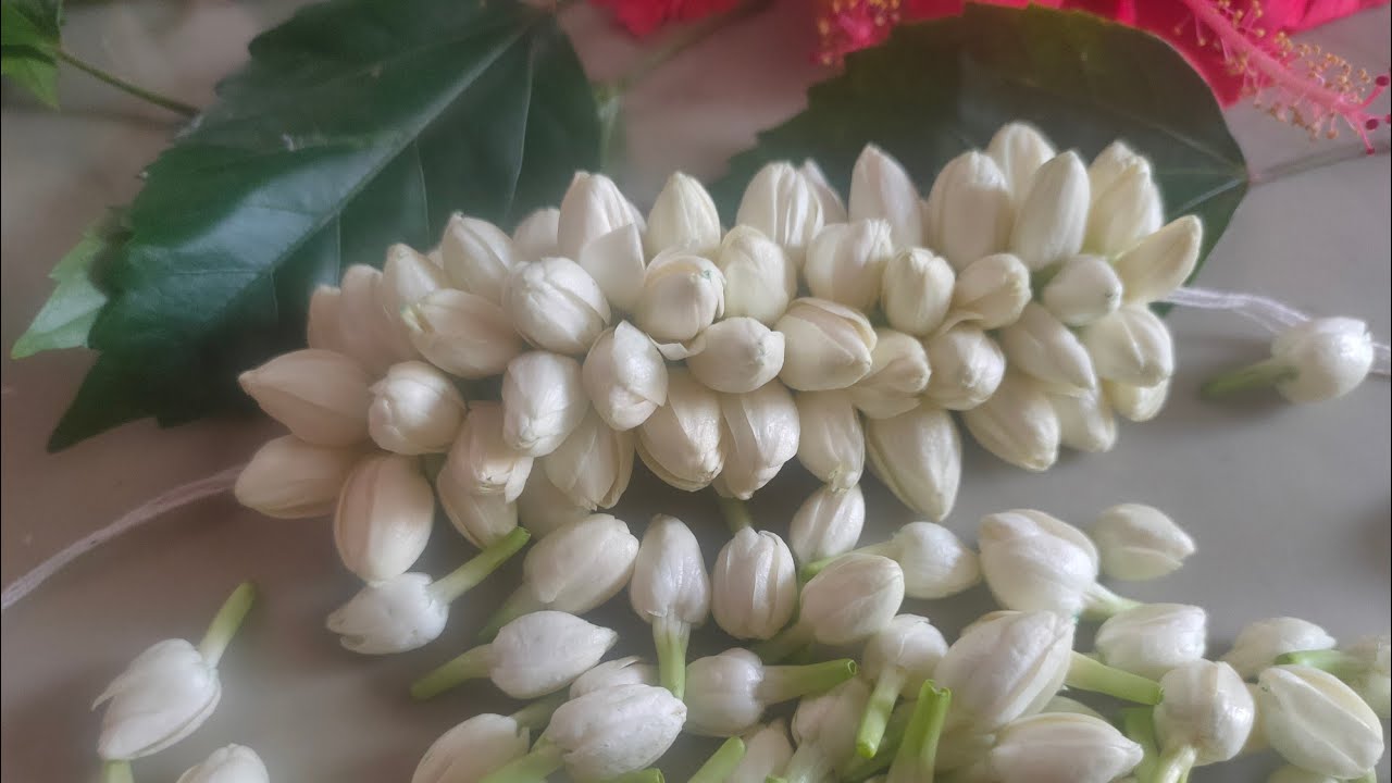 Jasmine flower Jada veni//jasmine flower mala//Jada billalu. YouTube