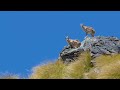 Bowhunting TAHR - Our MOST SUCCESSFUL Trip Yet. (Part 2, 2020 Episode 4)