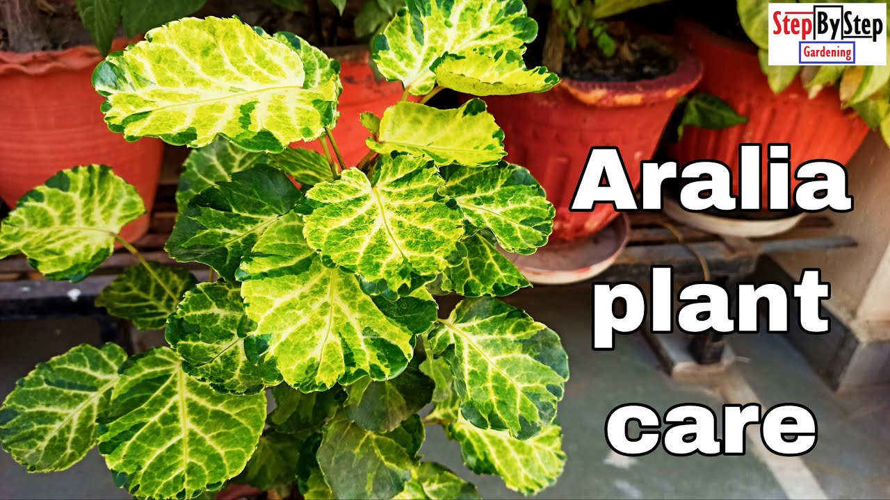 Variegated Aralia plant care and propagation// Care of Aralia plant