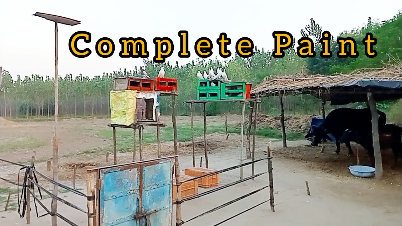Cages Ko Complete Paint Kar Diya😍
