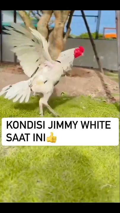 kondisi Jimmy white sekarang || jangan lupa subscribe, like dan komen #fyp #sorotan