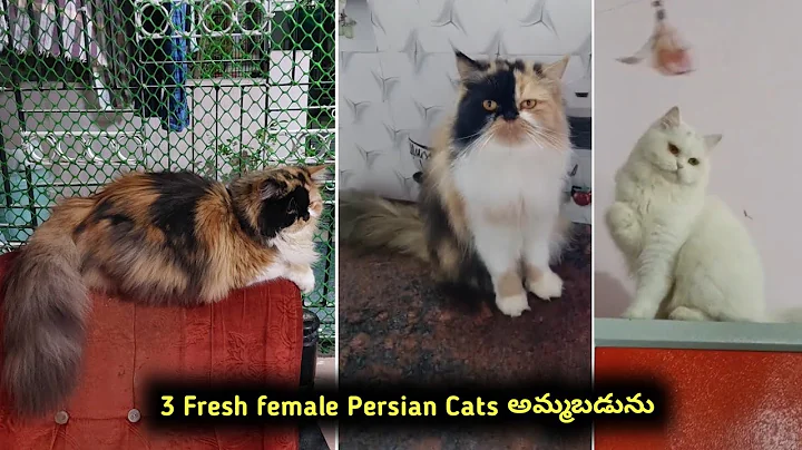 Video 11678431: persian cat pets, quality persian cat, persiancat cat