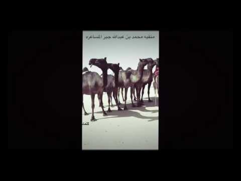 جديد شيلة المساعره ادا محمد النجم