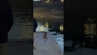 Puppy Falls Into Duck Pond While Chasing Ducks