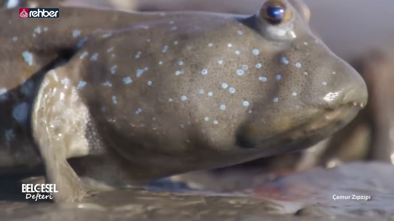 ÇAMUR ZIPZIPI | BELGESEL DEFTERİ