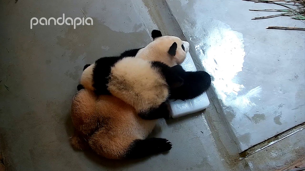 Funny panda moments #9
