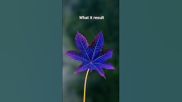 editing photography #photography #leaves #nature #creative #lightroom