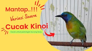 Variasi Suara Cucak Kinoi Jantan Gacor Cocok untuk Pancingan Burung Murai Batu atau Burung Kicau