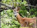 Corzo (Capreolus capreolus) en Escuaín