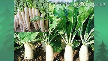 GUJ MED STD 4 EVS GUJLISH ch11,vadi ,part 1