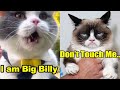 These Cats & Dogs Can Speak English Better Than Hooman