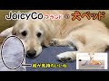 犬をダメにするペットベッドの枕が気持ちよさそうなゴールデンレトリバーのはっち