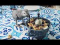 My Parrot's 2nd Birthday Party | Live Stream