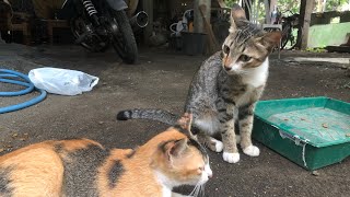 Memberi Makan Kucing Kampung #kucing #kucinglucu by RINO PRIATAMA 369 views 2 months ago 10 minutes, 27 seconds
