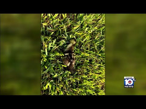 North Miami residents’ graphic images put focus on killing spree of about 45 birds