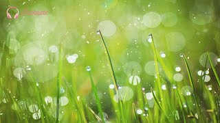 Soft Rain Sounds, Music For Reading, Sleep Music, Stress Relief (Tears In The Rain) screenshot 4