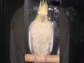#cockatiel #birds #cockatielbird #cockatielsinging #cockatielsound #parrot #pets #ytshorts #shorts