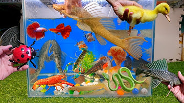 Tổng hợp các video cá cảnh đẹp, động vật dễ thương, cá dọn bể abino, vịt, cá rồng lửa, bạch tuộc rắn