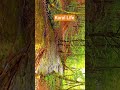 koral Life #reels #memes #reels #reaction #story
