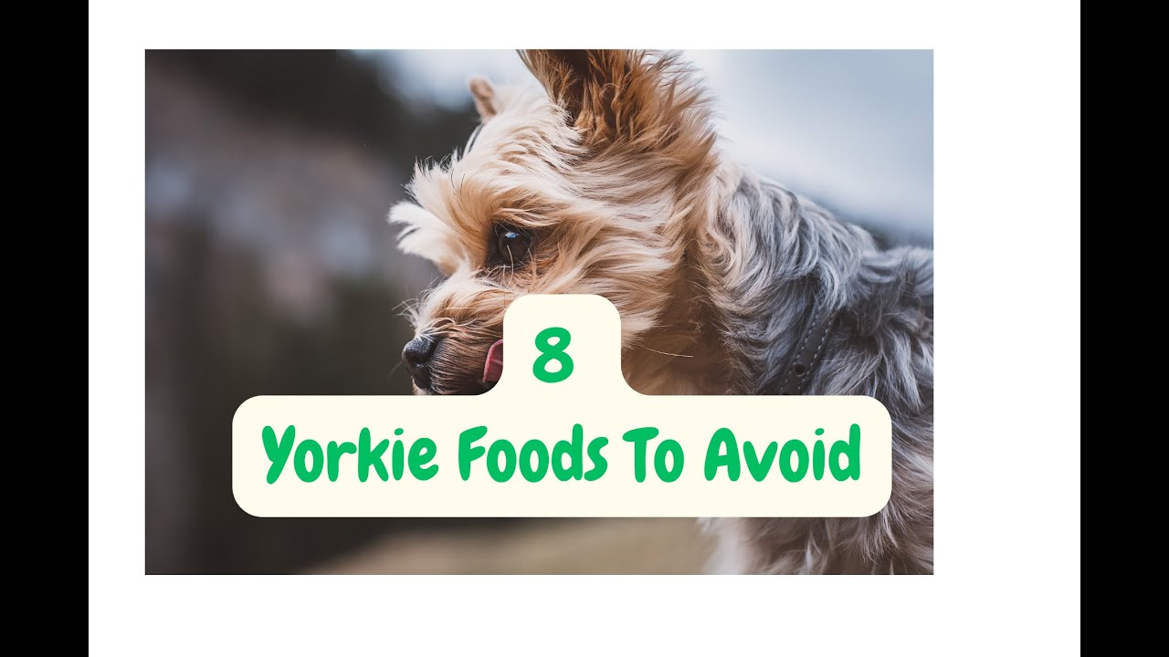 8 Yorkie Foods To Avoid YouTube