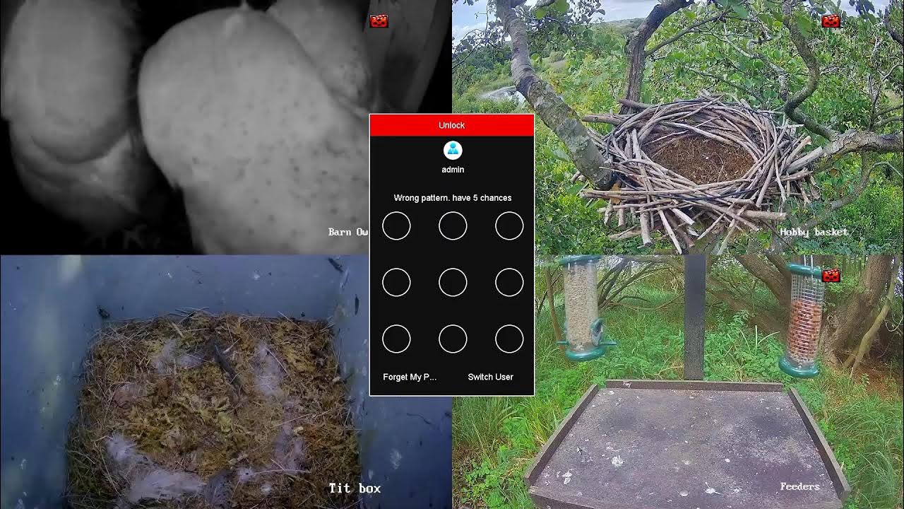 LIVE bird nest and feeder cams at Carlton Marshes YouTube