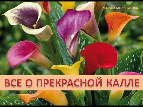 Все о прекрасной калле.Садовые каллы.