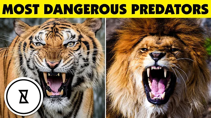 10 Dangerous Animals You Should Run Away From! & Other Facts About Animals