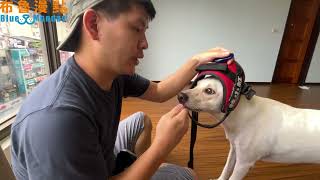 狗狗害怕穿胸背怎麼辦步驟拆解給你看寵物訓練師都會的脫敏法/減敏法