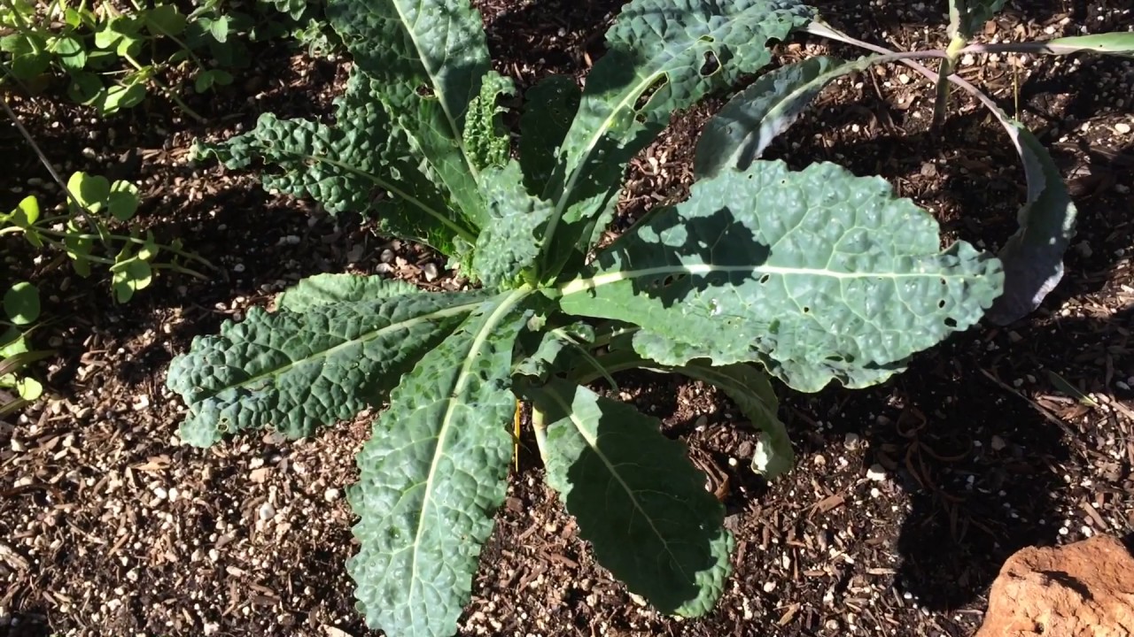 Trick to Remove Caterpillars Off your Plants YouTube