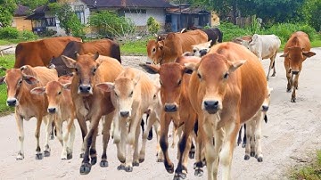 Video Gembala sapi lembu Menuju kandang, Suara Sapi Moo Memanggil kawanan untuk pulang - Sapi lucu🐄🐮