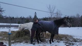 scratching itchy horses March 6 2023