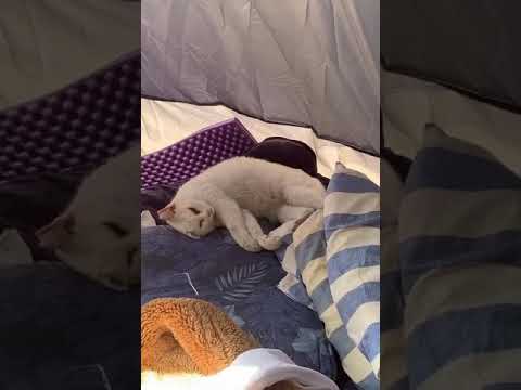 朝起きたら野良猫が勝手にテントに入って眠ってた！