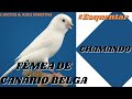 Fêmea de Canário Belga Chamando (Canto para Esquentar)