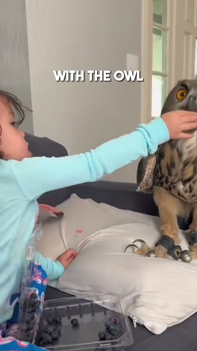 Adopting an Owl in the Wild