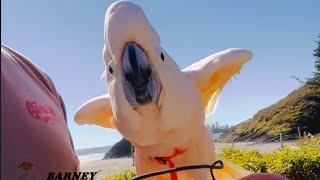 Its A Beautiful Day Barney Having A Great Time Talking Parrot With A Nice Lady