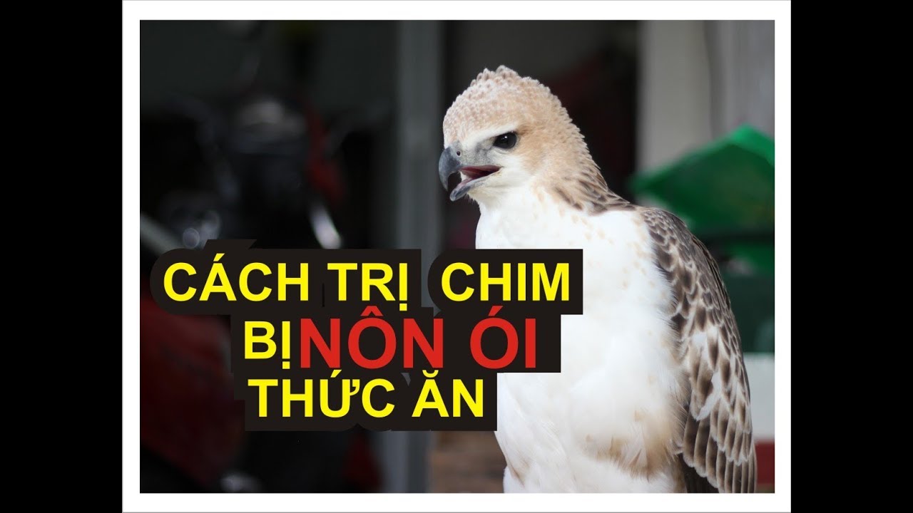 TRỊ BỆNH ĐẠI BÀNG I CHIM BỊ NÔN ÓI THỨC ĂN VÀ BỎ ĂN DẪN ĐẾN CÁI CHẾT NẾU KHÔNG CHỮA TRỊ KỊP THỜI