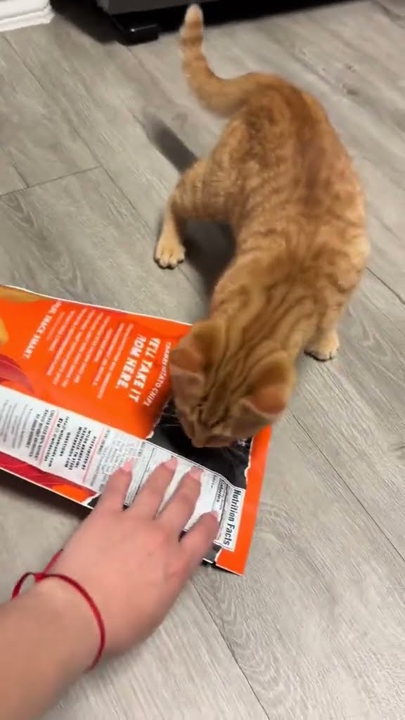 Top des vidéos très mignon