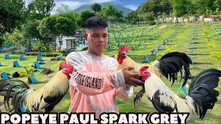 PHILIPPINES 🇵🇭 Feeding Time Popeye Paul Spark Shape Outdoor indoor Chicken Coop Free Range ADA FARM