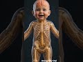 🌱 Human Growth Process in 3D | From Baby to Adult #animation #birdingparadise #bloodcirculation