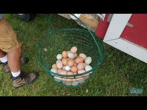 Rock Bottom Ranch: Egg Baskets