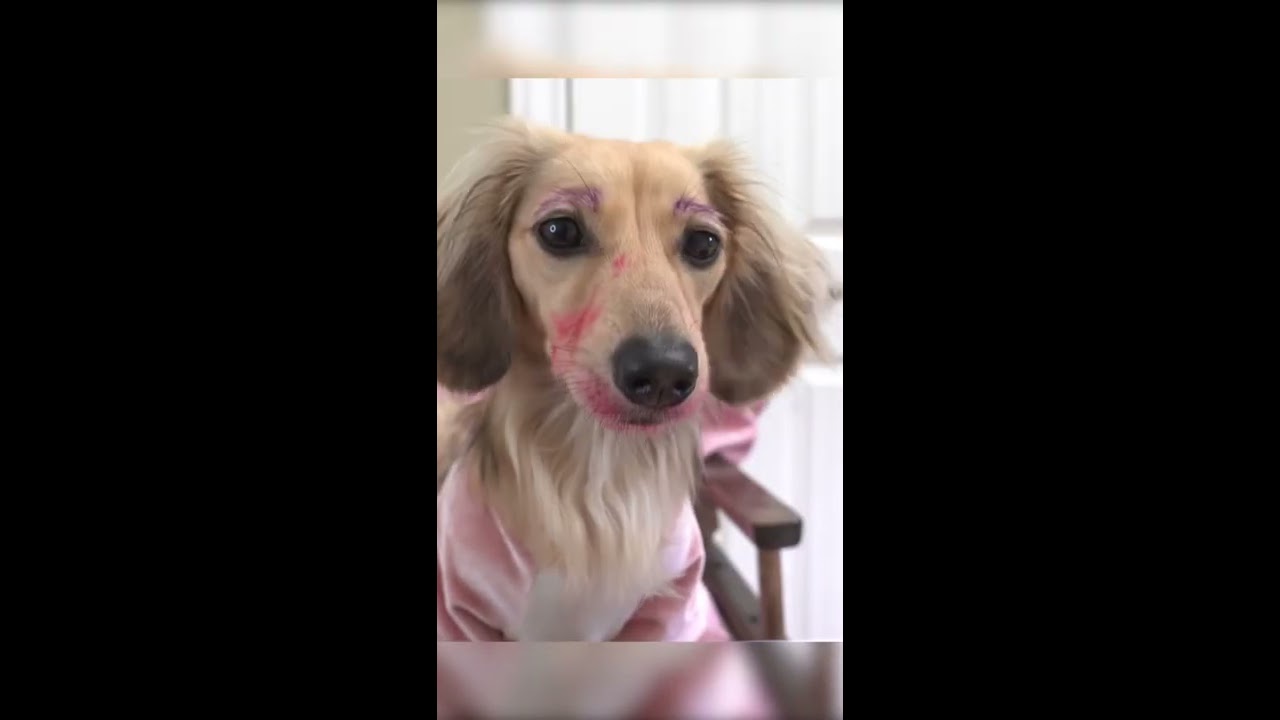 How Girls Get Ready for a Friday Night Dogs Funny