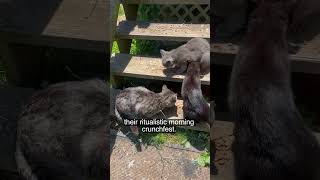 Cats in the cut (That’s my food) #catshorts #catvideos #kitten #mycat #cutecat #catperson #kitty