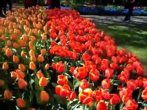 Taman bunga tulip Keukenhof Belanda YouTube